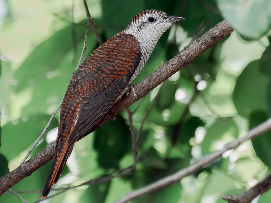 Banded Bay Cuckoo